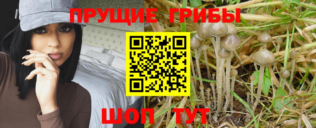 Благодарный  Псилоцибиновые грибы GOLDEN TEACHER  Вход с VPN 